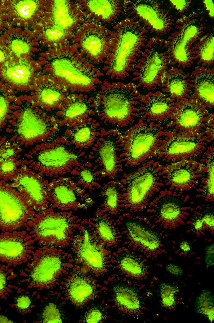 Favites coral fluorescing