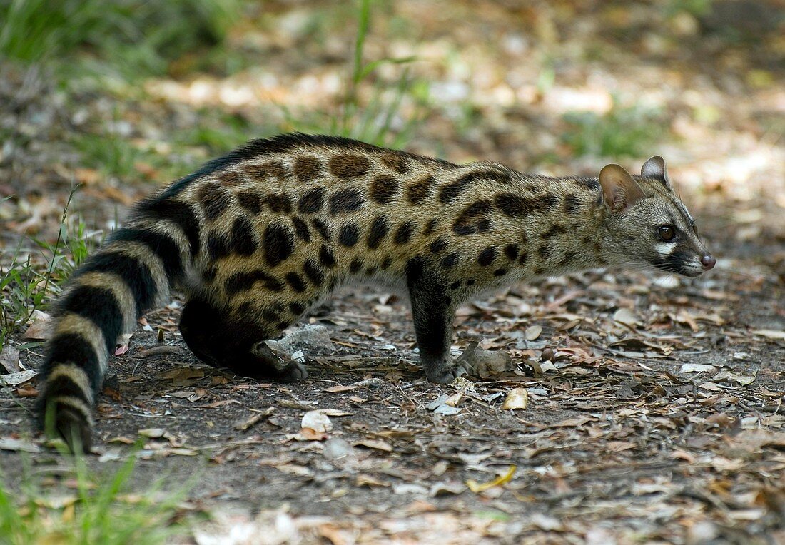 Large spotted genet