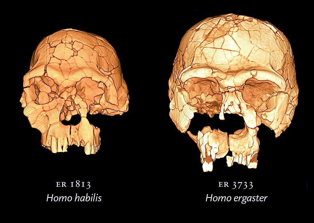 Hominid skulls,3D computer images
