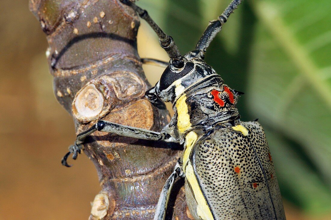 Batocera rufomaculata beetle