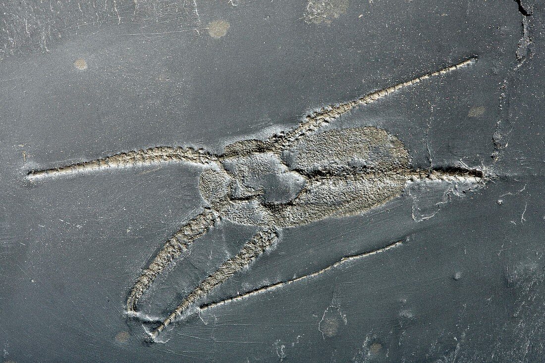 Brittle star fossil