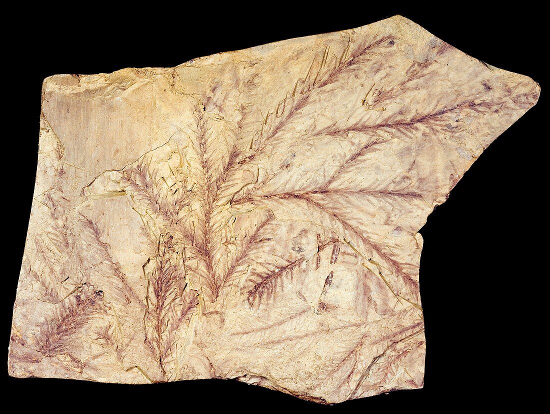 Fossilised leaves