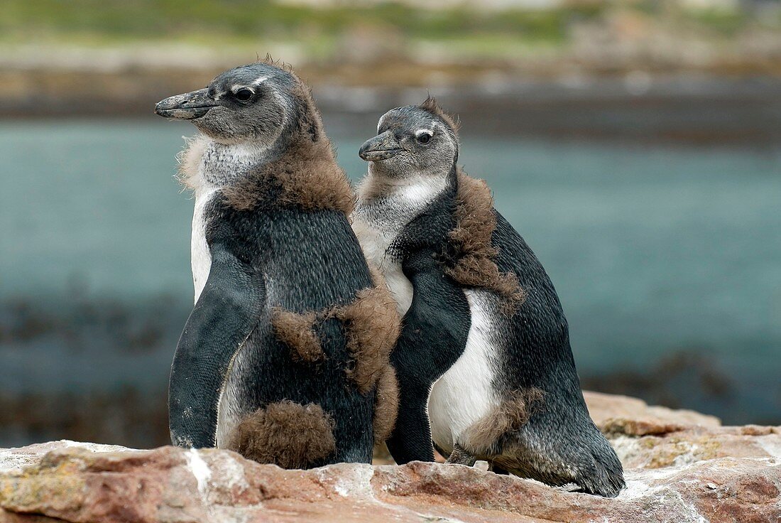 African penguin chicks moulting