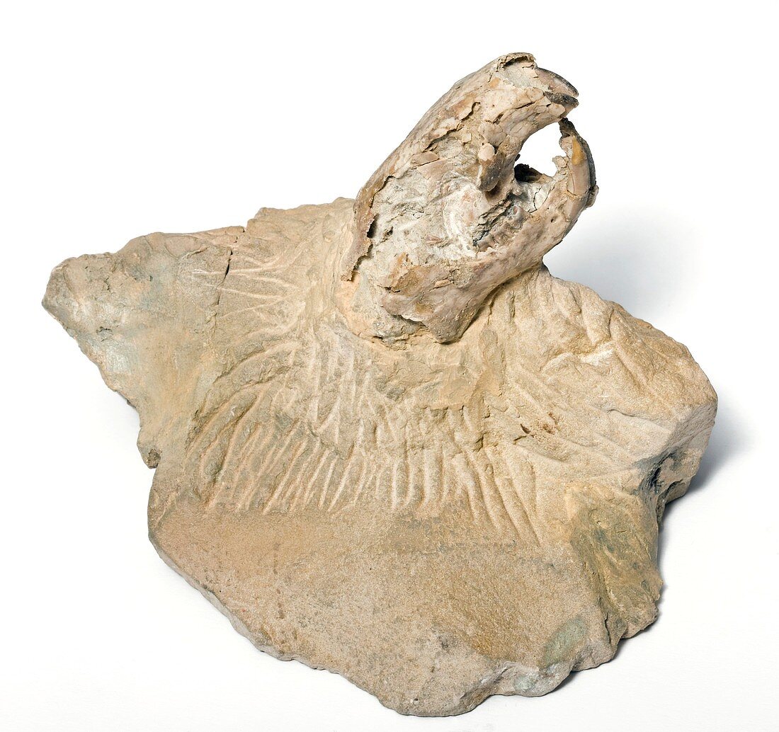 Rodent skull fossil