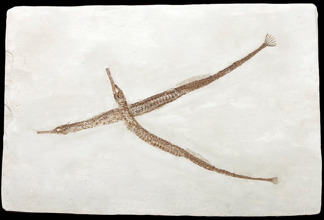 Pipefish fossils