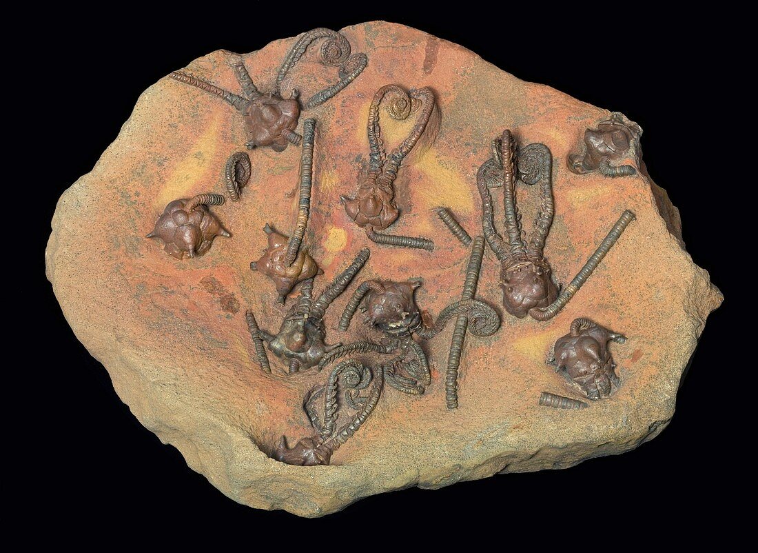 Fossil crinoids