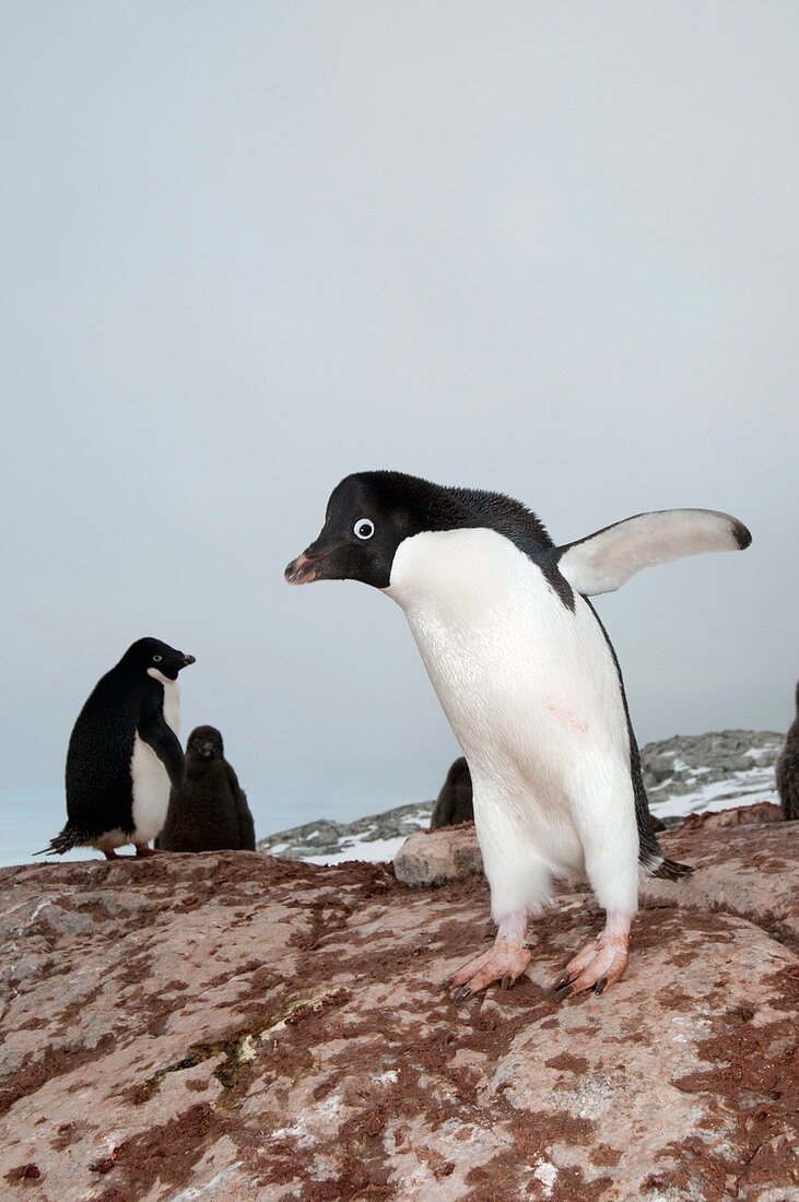 Adelie penguin colony