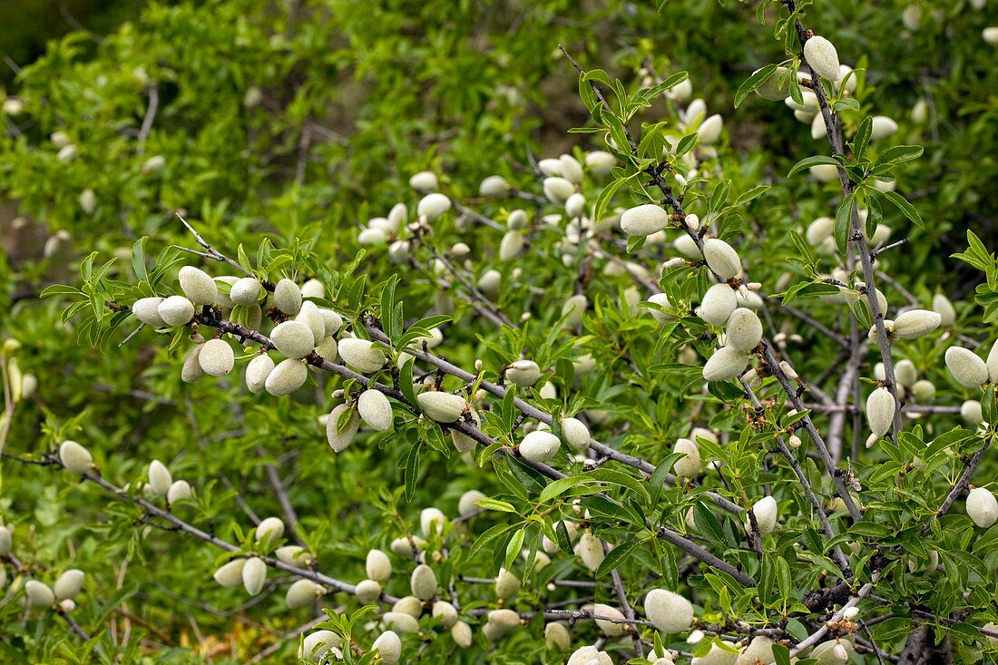 Almonds (Prunus dulcis) on a tree