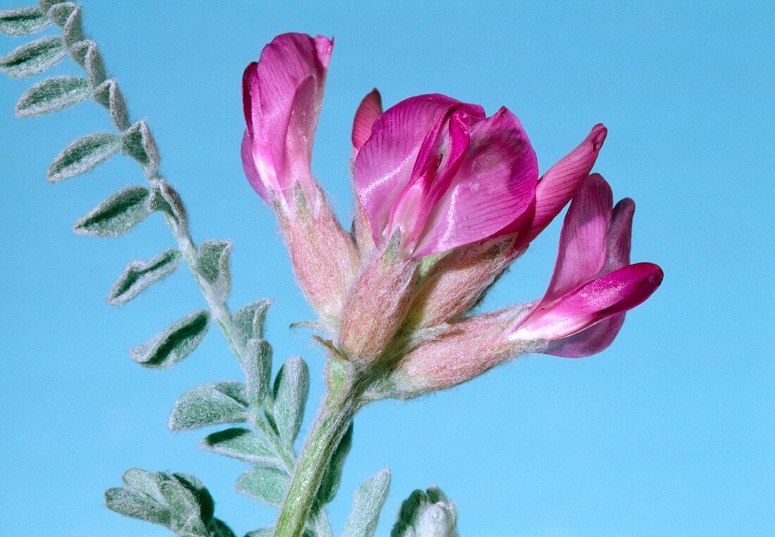 Utah milk vetch (Astragalus utahensis)