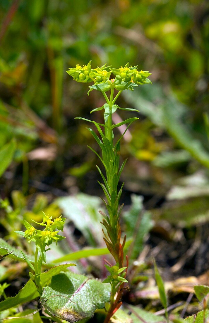 Dwarf spurge (Euphorbia exigua)