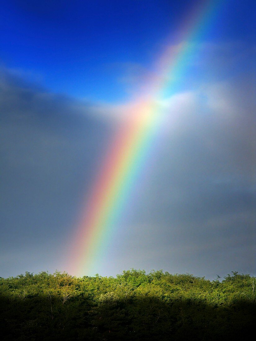 Rainbow over trees