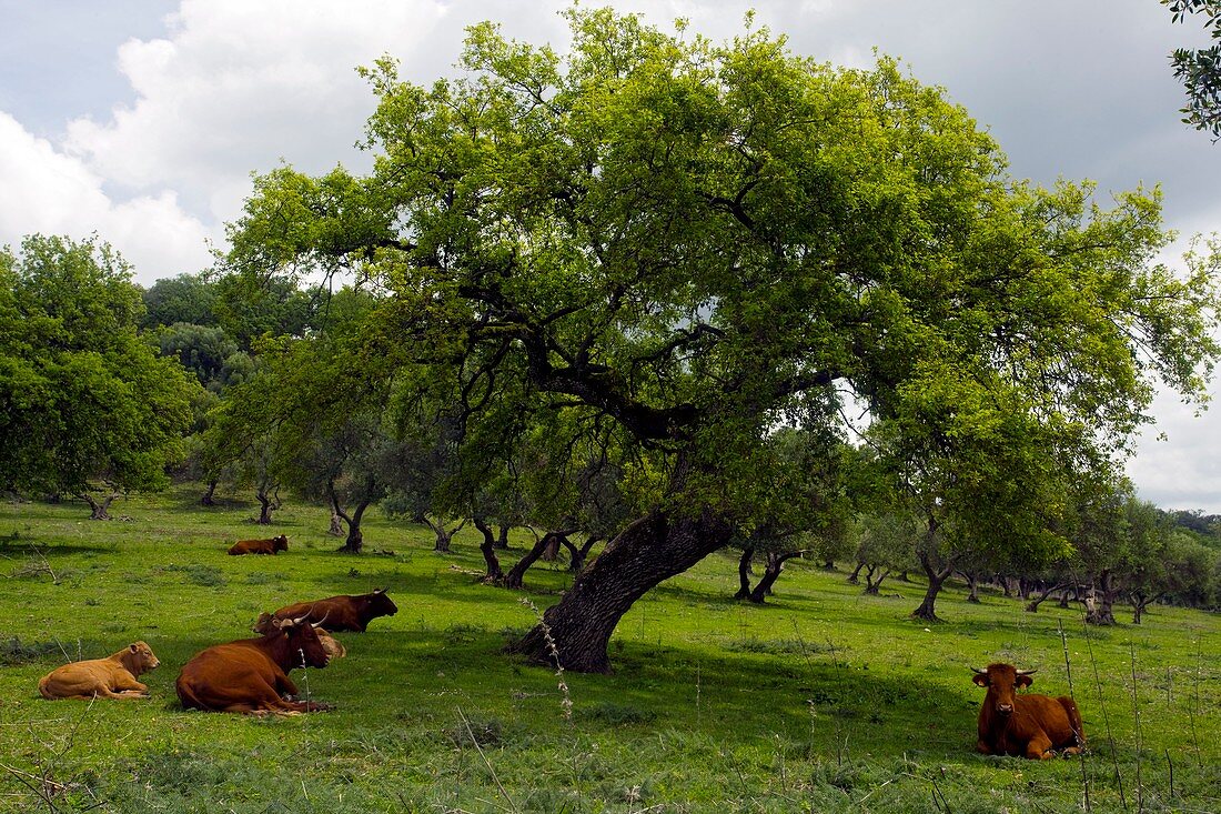 Cattle under a holm oak tree