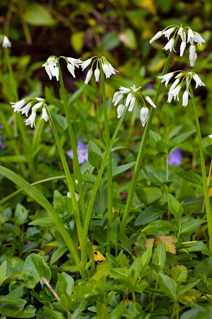 Three-cornered leek (Allium triquetrum)