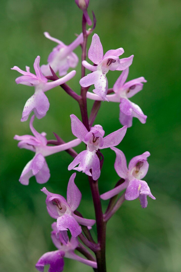 Lange's orchid (Orchis langei)