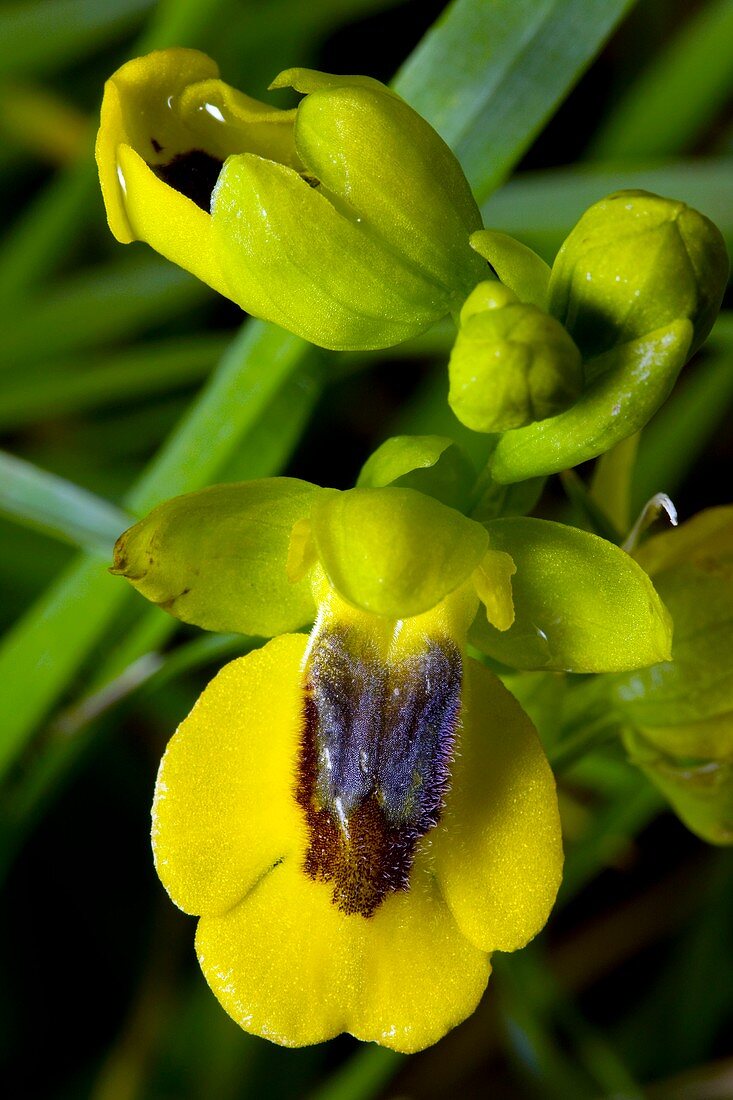 Yellow bee orchid (Ophrys lutea)