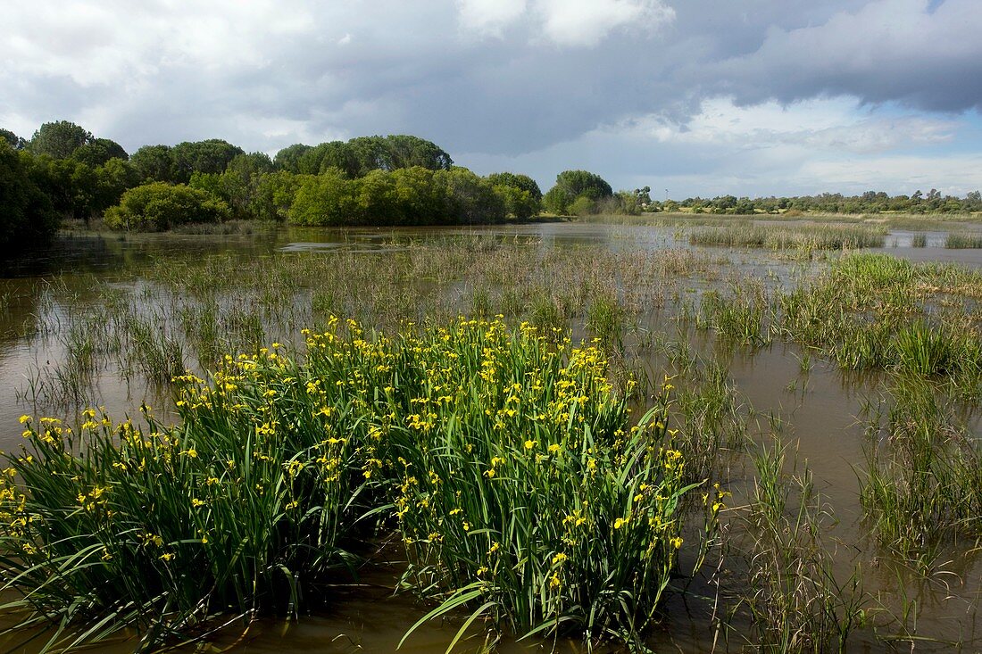 Yellow iris (Iris pseudacorus) in wetland