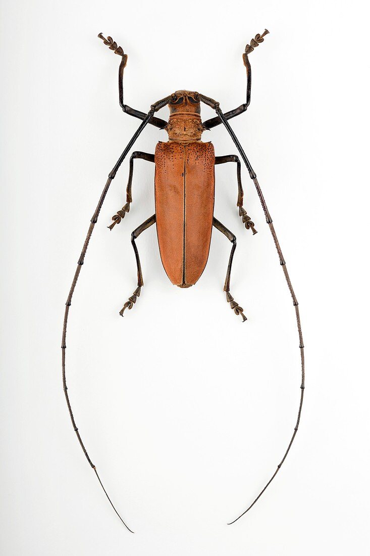 Male Abatocera longhorn beetle