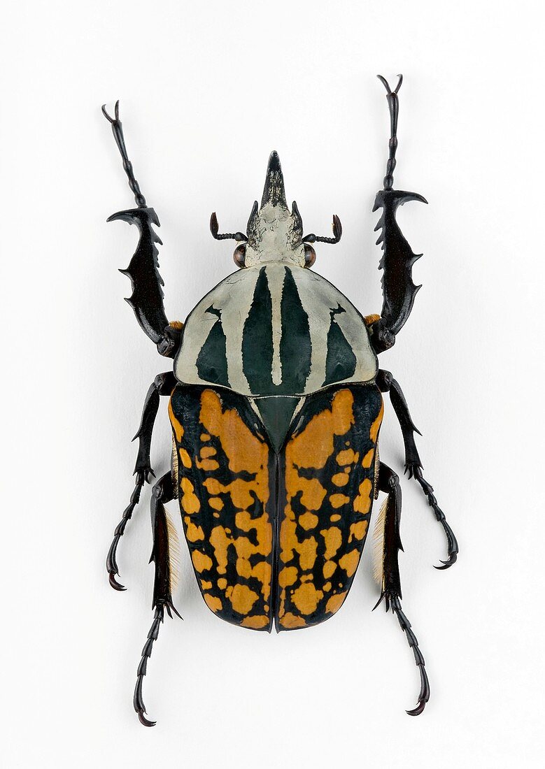 Male Mecynorhina flower beetle
