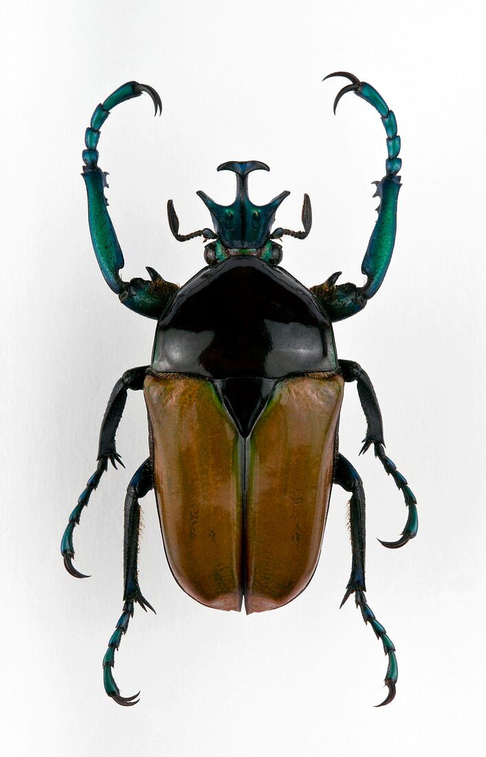 Male Neptunides flower beetle