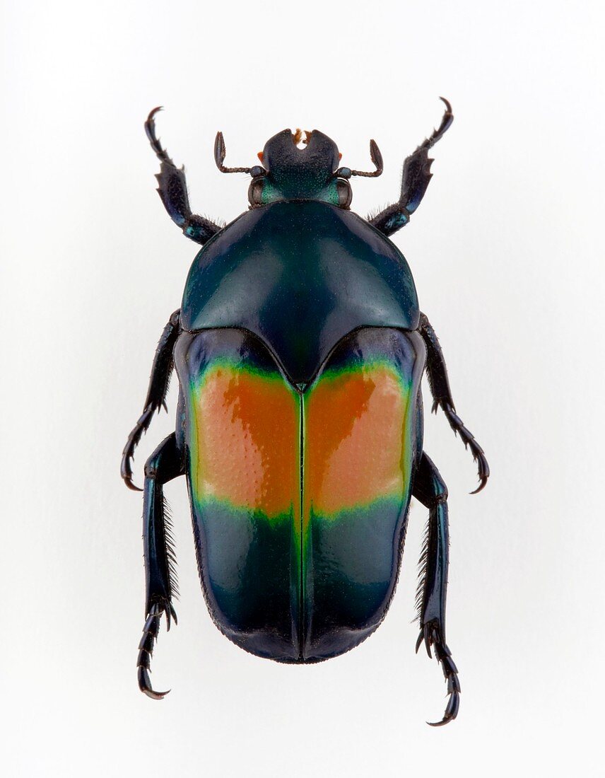 Ischiopsopha flower beetle