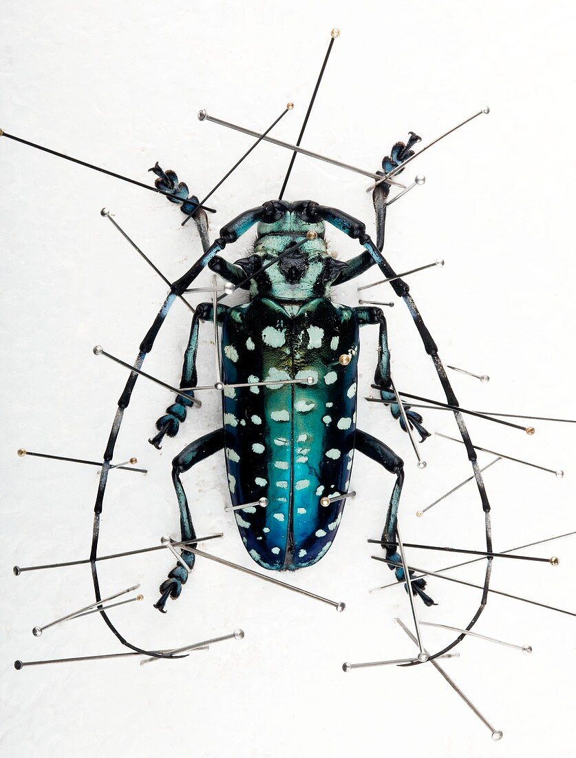 Calloplophora longhorn beetle