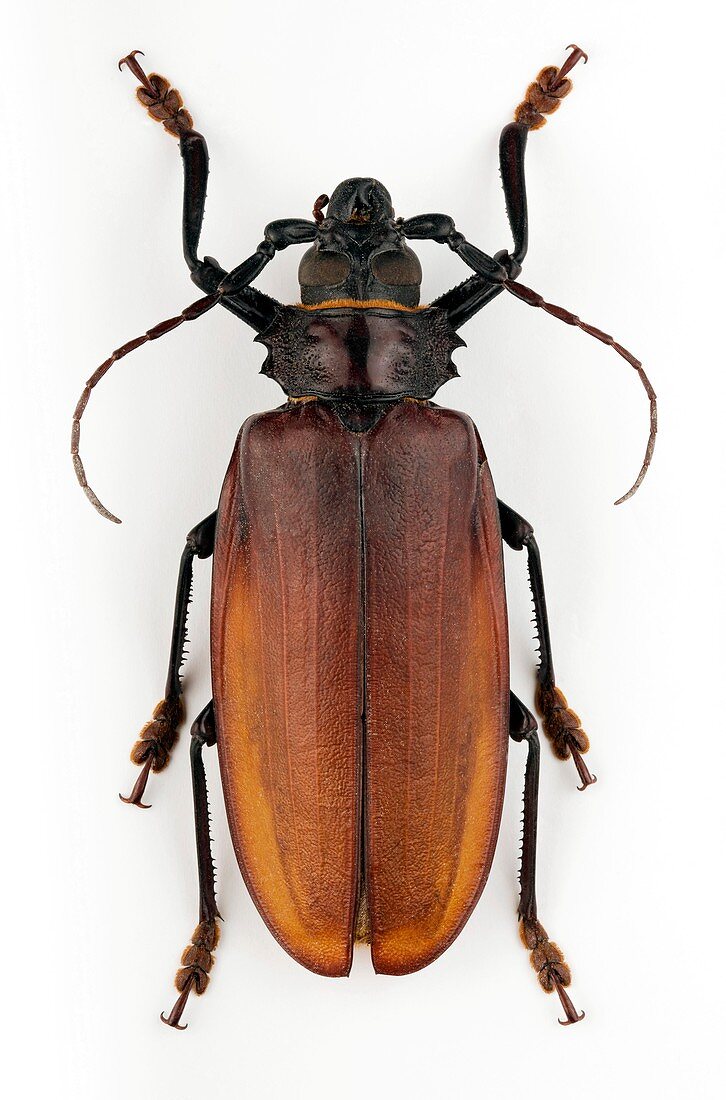 Male Titanus longhorn beetle