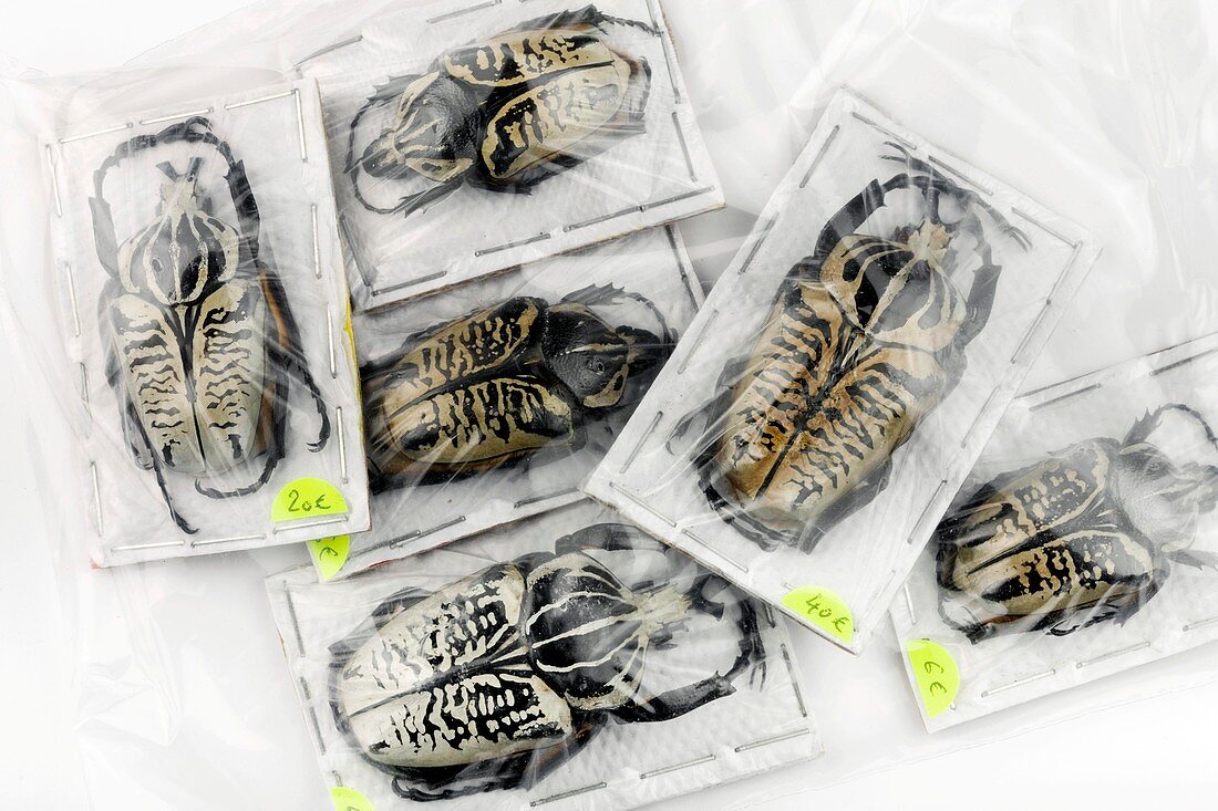 Large dried beetles wrapped for sale