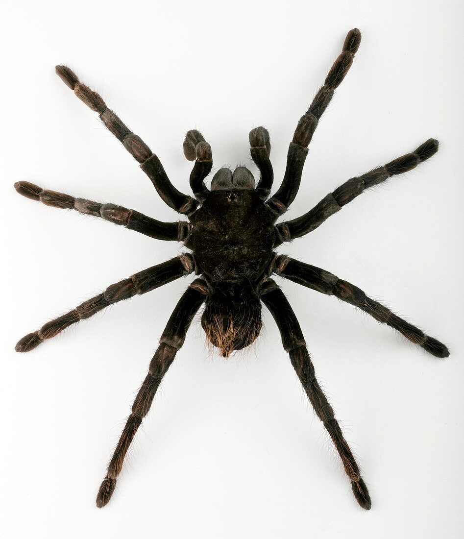 Pamphobeteus tarantula