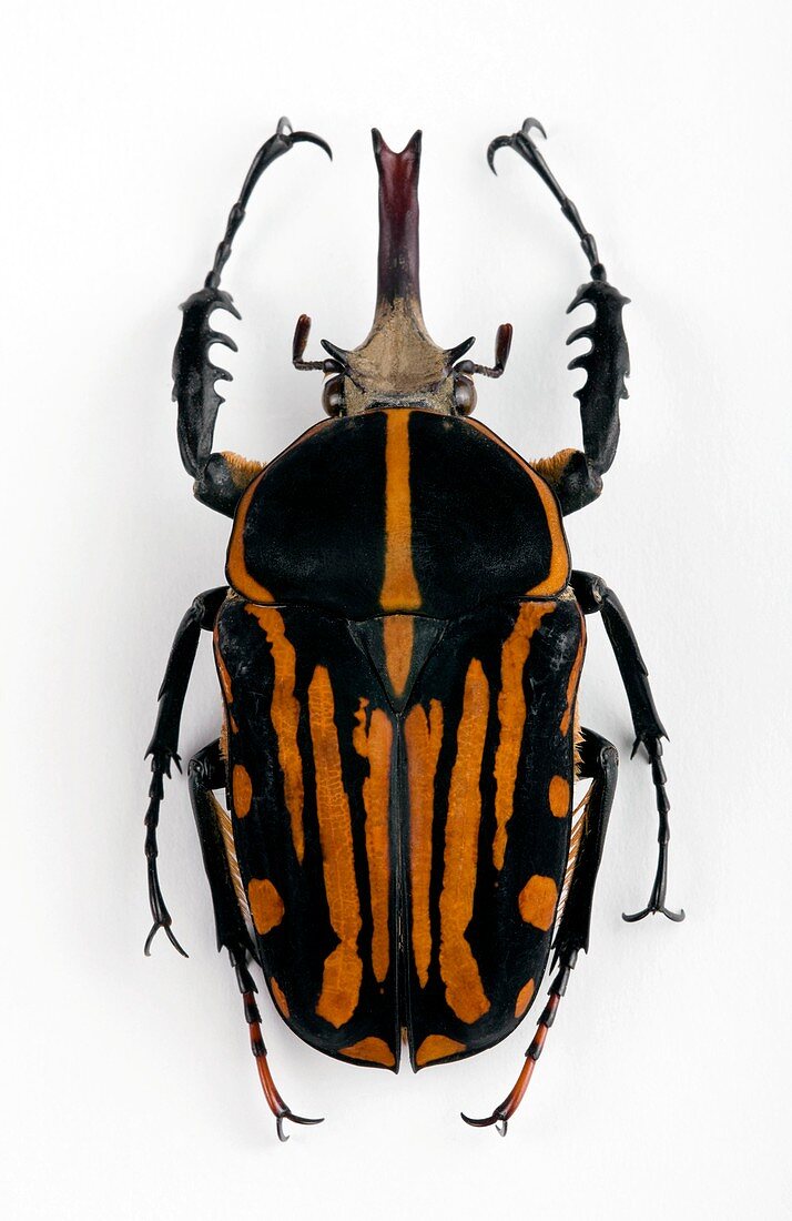 Male Mecynorhina flower beetle