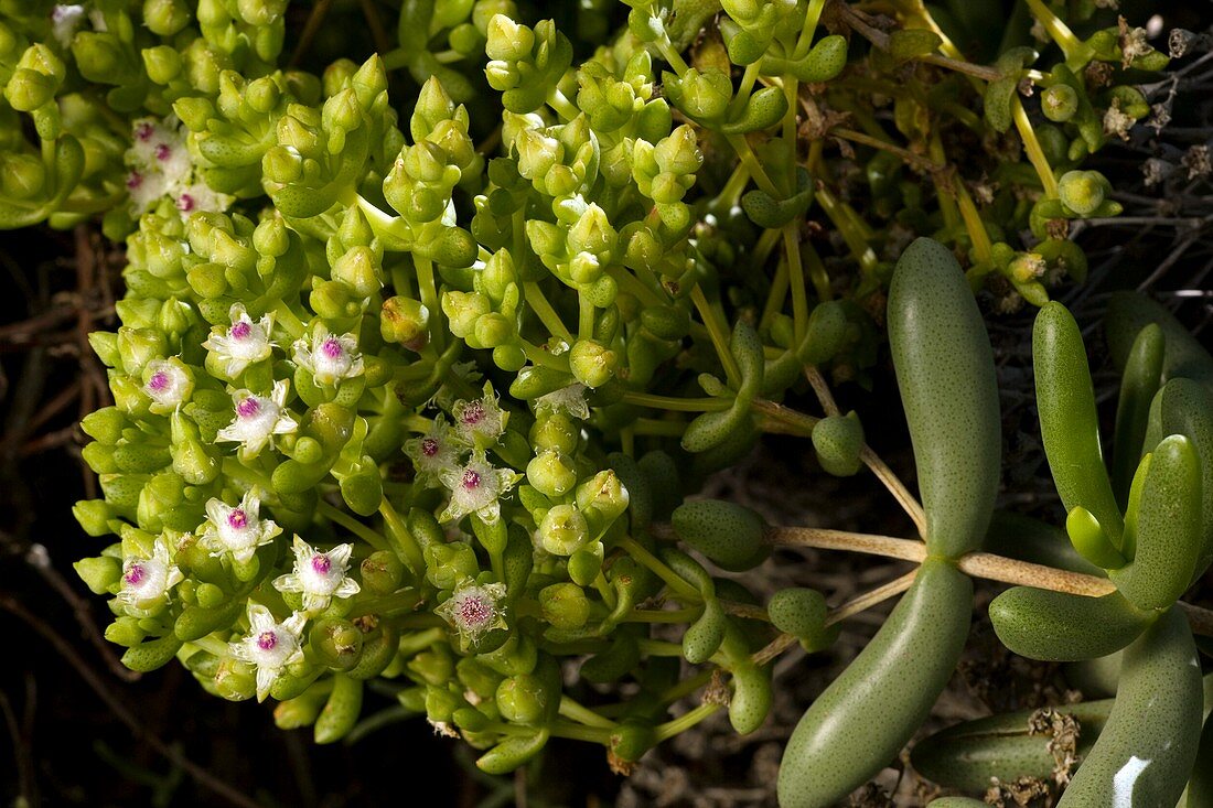 Stoeberia frutescens flowers