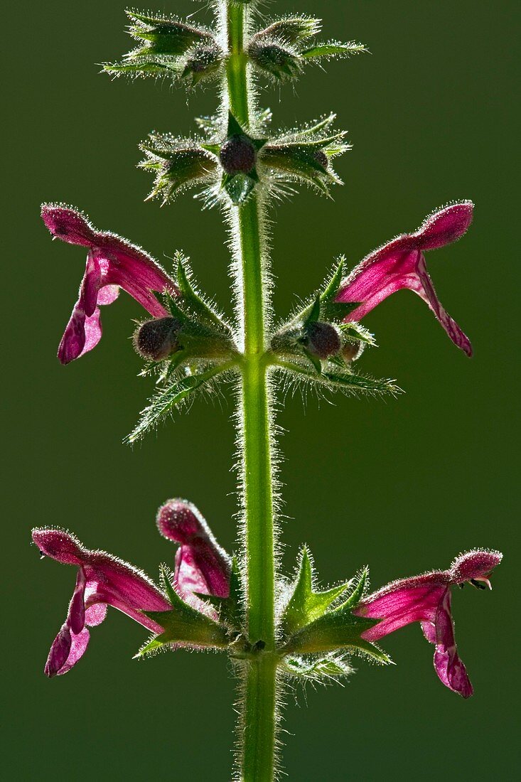 Hedge woundwort (Stachys sylvatica)