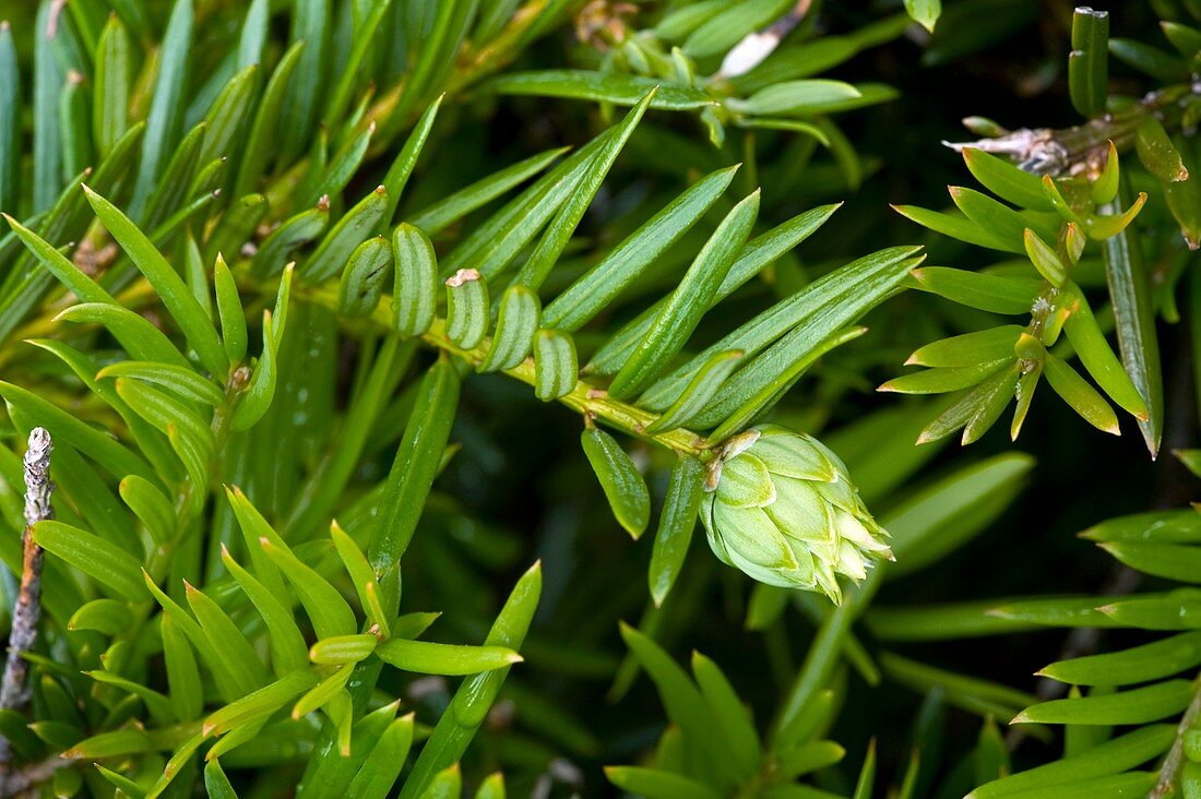 Gall on a yew bud