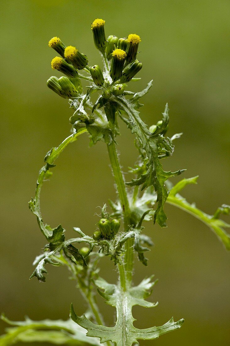 Groundsel (Senecio vulgaris)