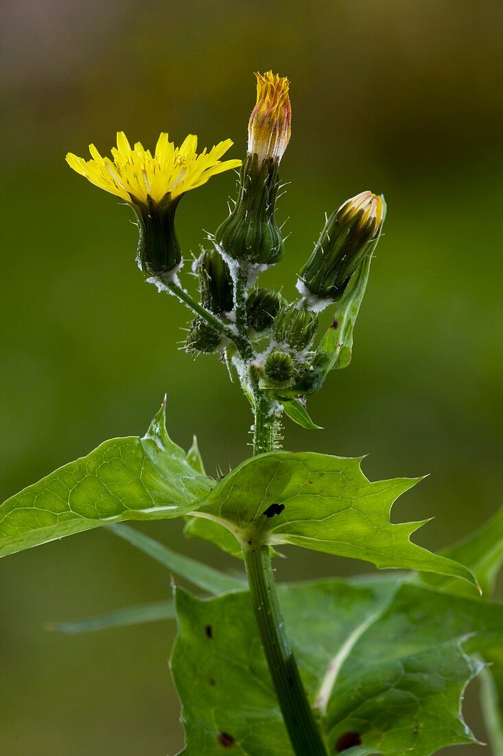 Smooth sow-thistle (Sonchus oleraceus)