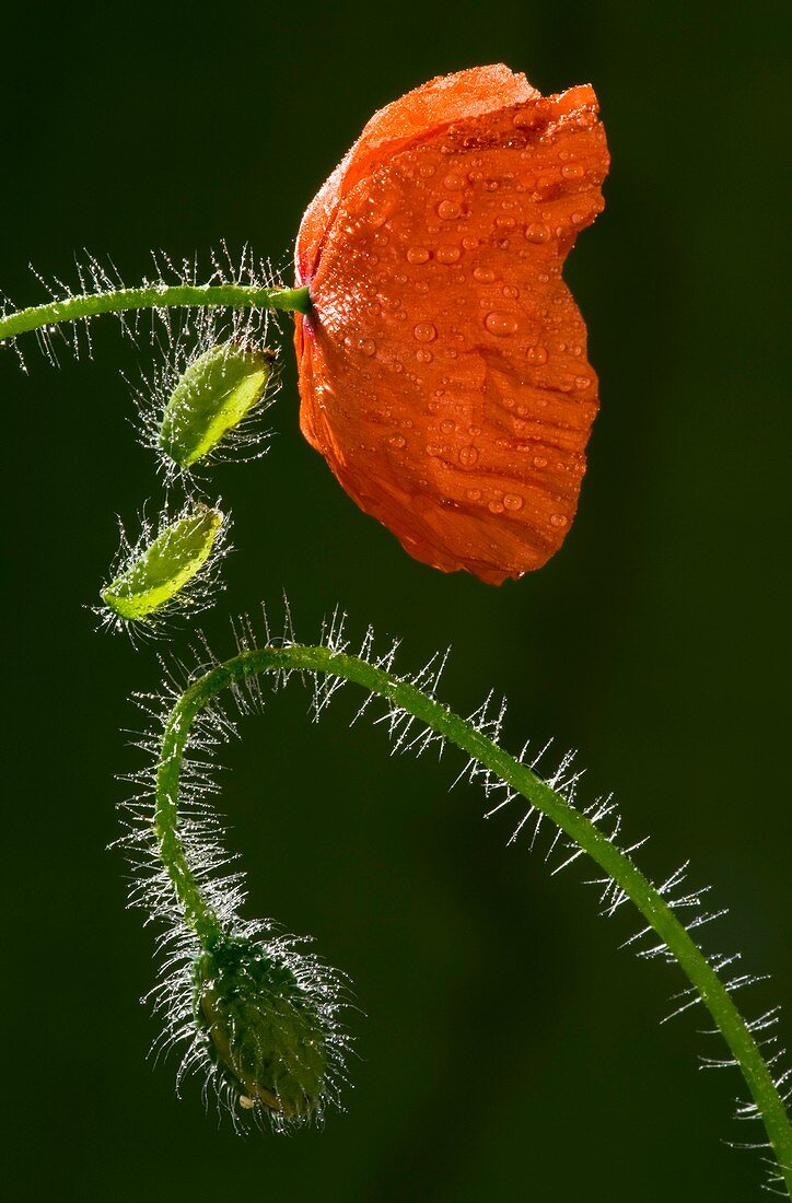 Field poppy (Papaver rhoeas)