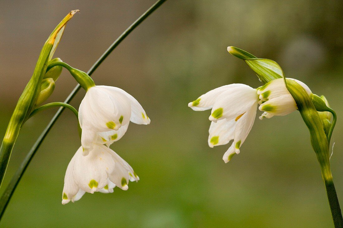 Summer snowflake (Leucojum aestivum)