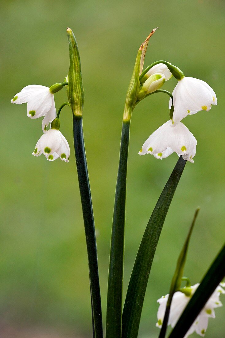 Summer snowflake (Leucojum aestivum)