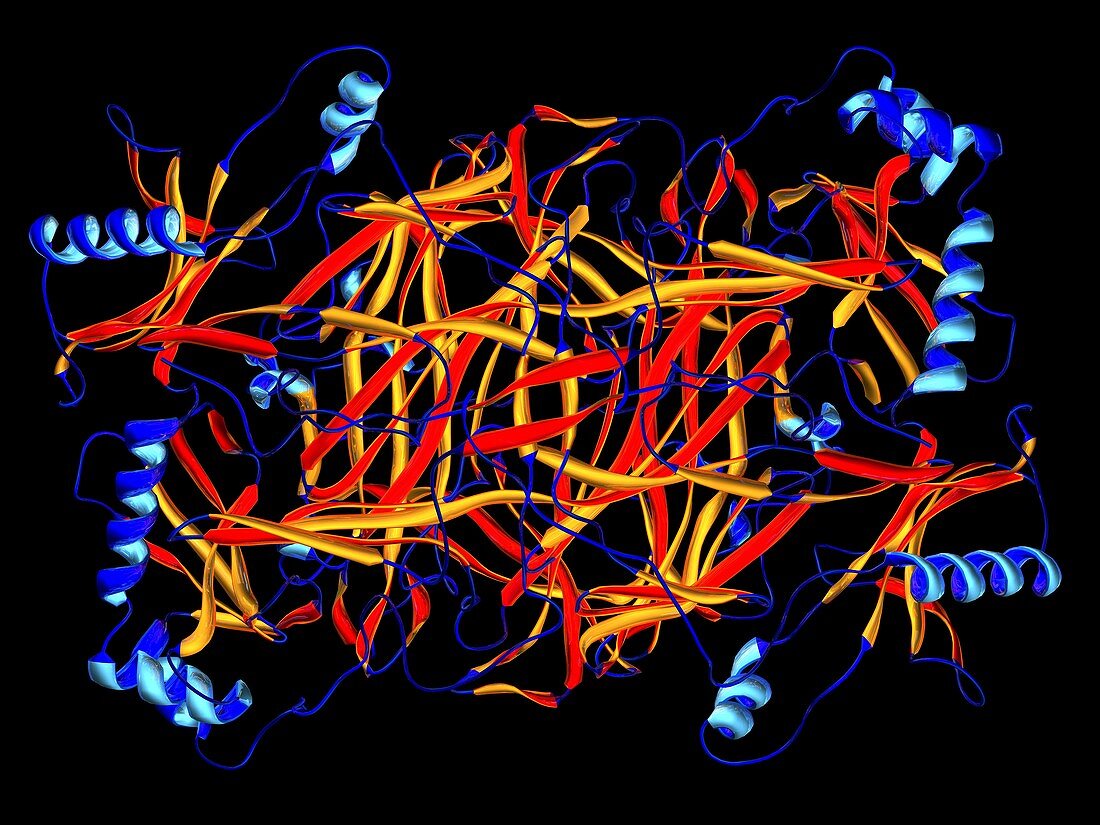 Lysyl oxidase enzyme molecule