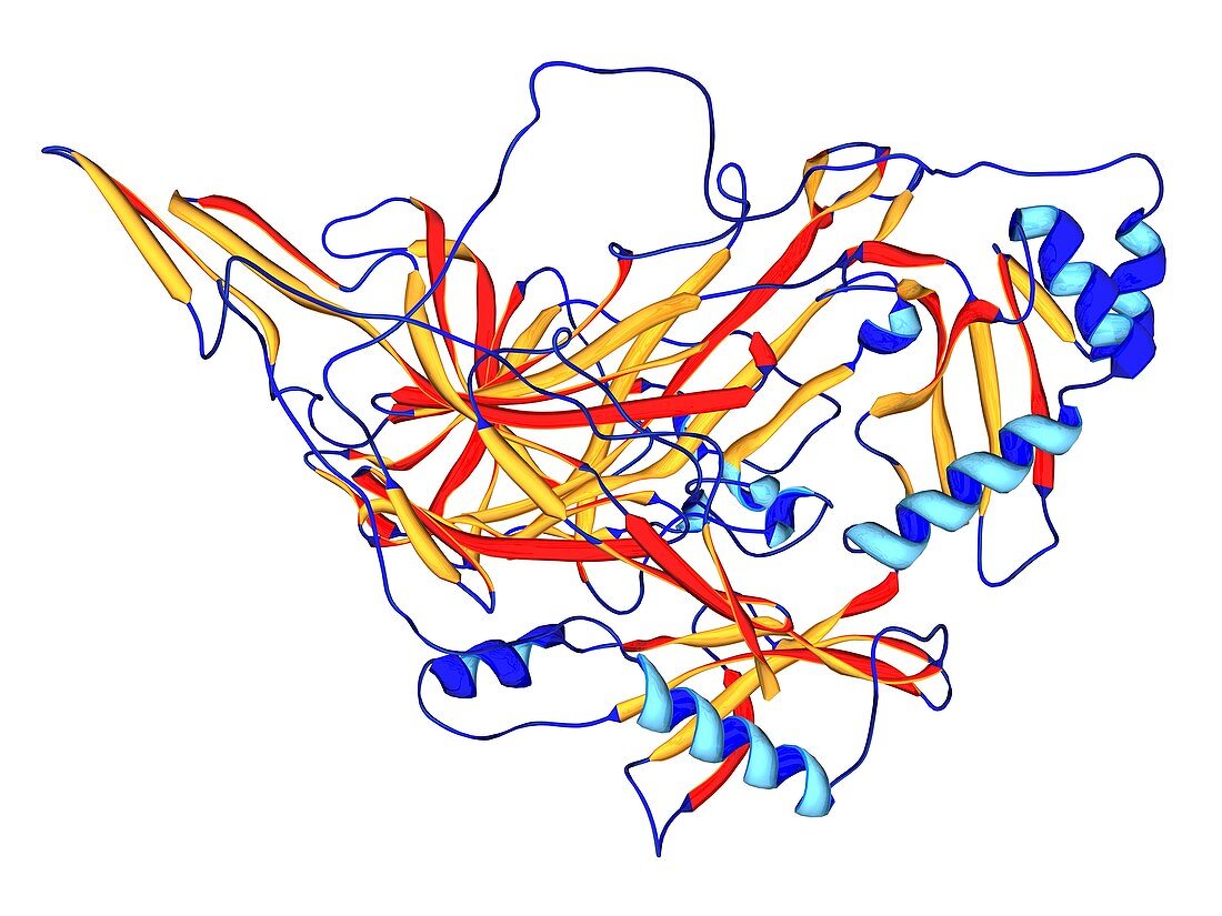 Lysyl oxidase enzyme molecule