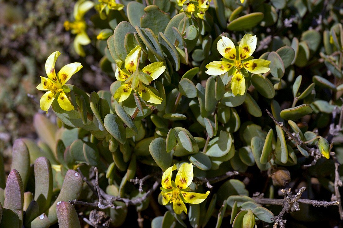 Zygophyllum cordifolium flowers