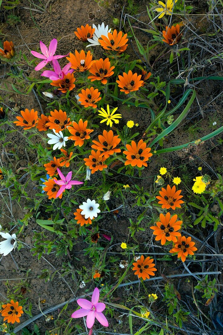 Beetle daisies (Gorteria diffusa diffusa)