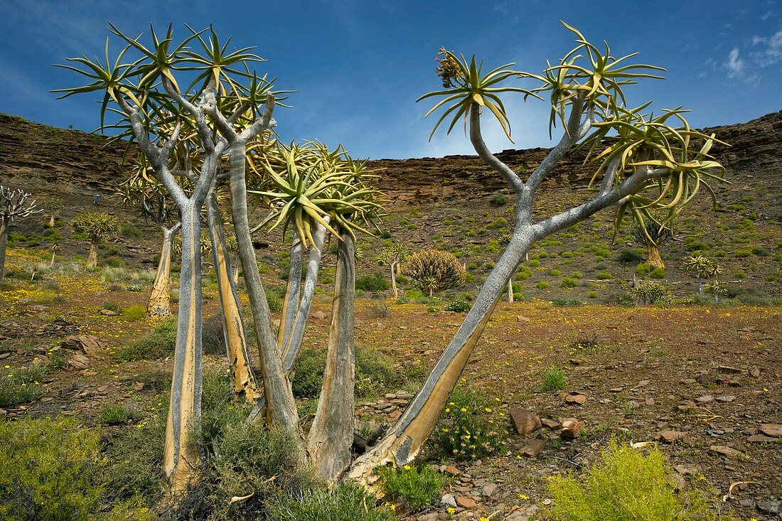 Quiver trees (Aloe dichotoma)