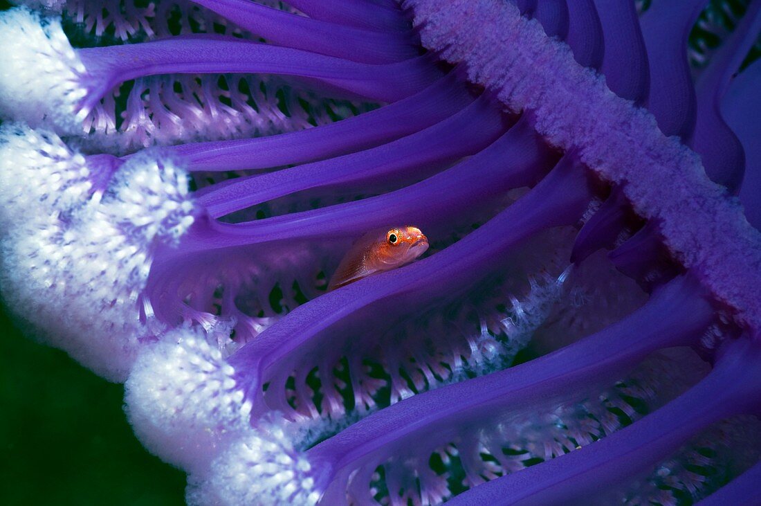 Fish hiding in a sea pen
