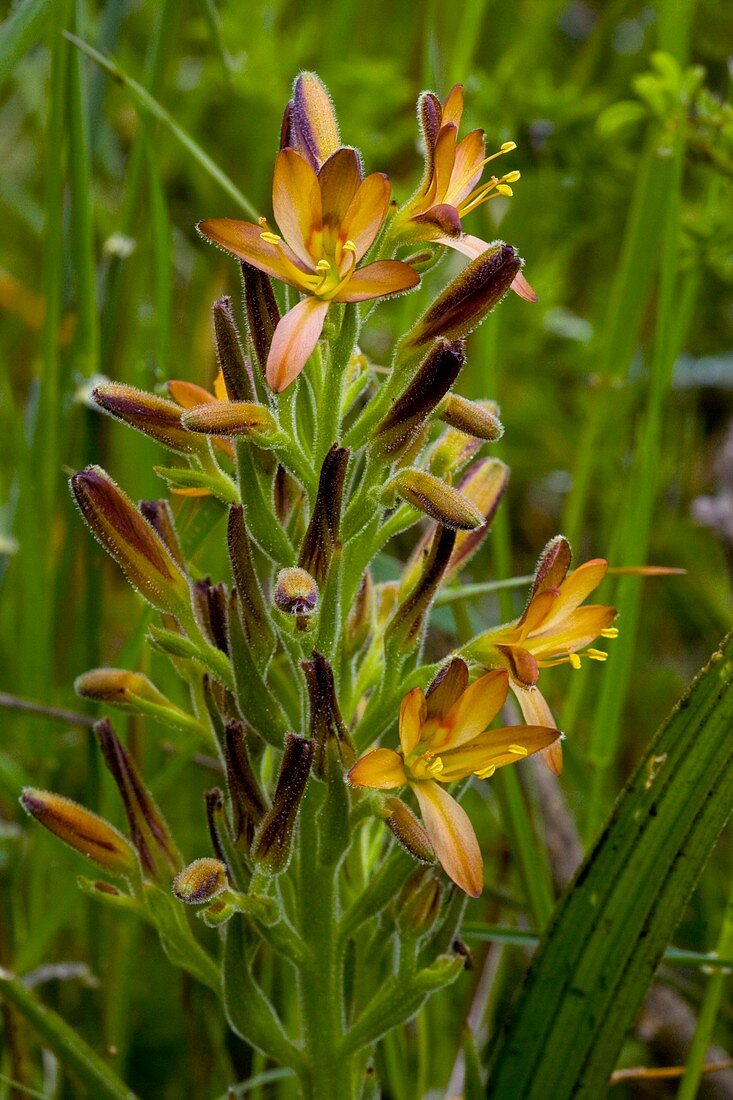 Wachendorfia parviflora flowers