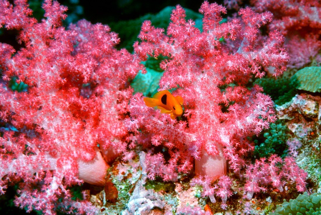 Red saddleback anemonefish and soft coral