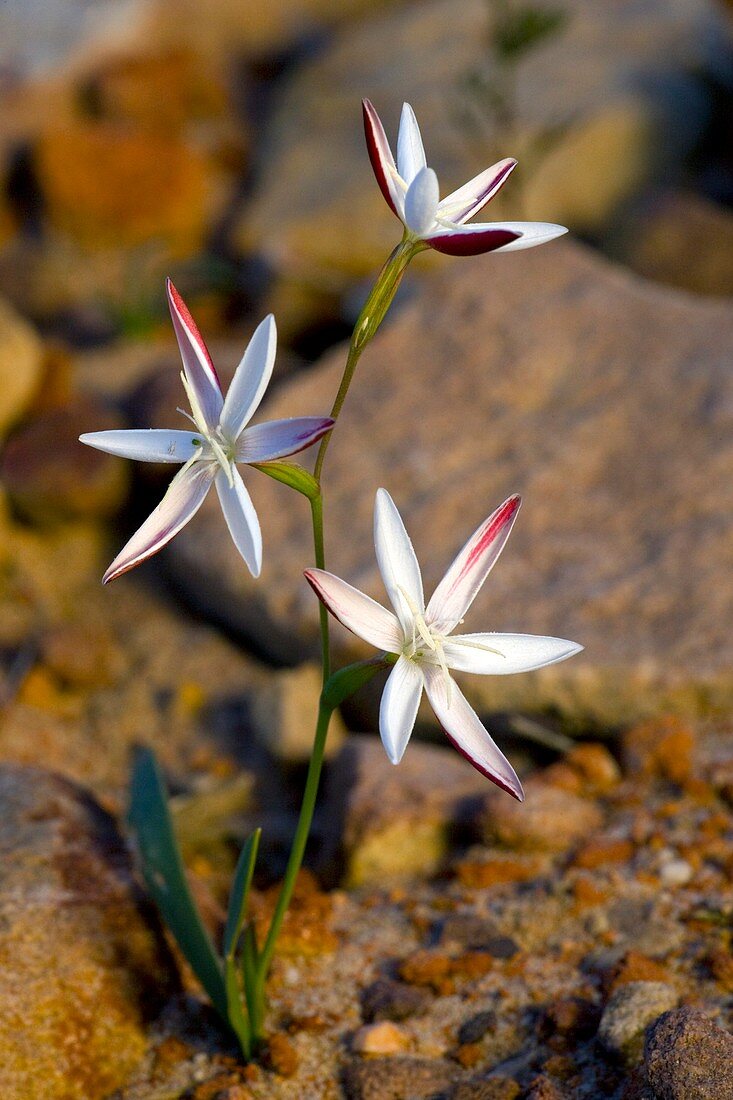 Hesperantha cucullata flowers