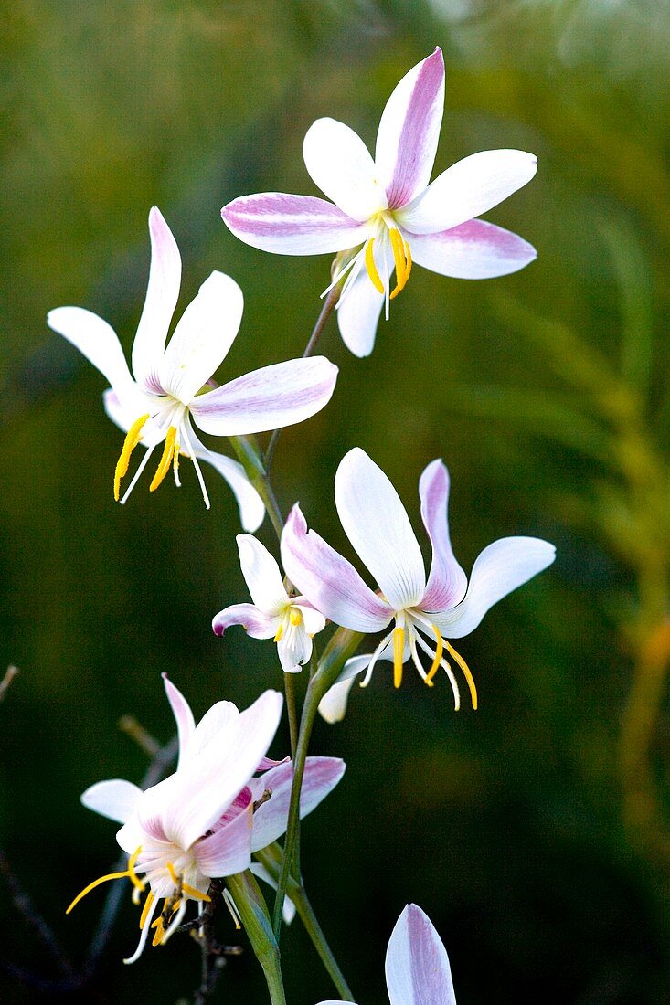 Hesperantha bachmanii flowers