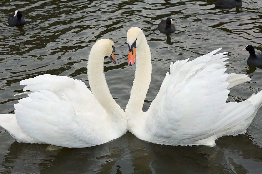 Mute swans courting