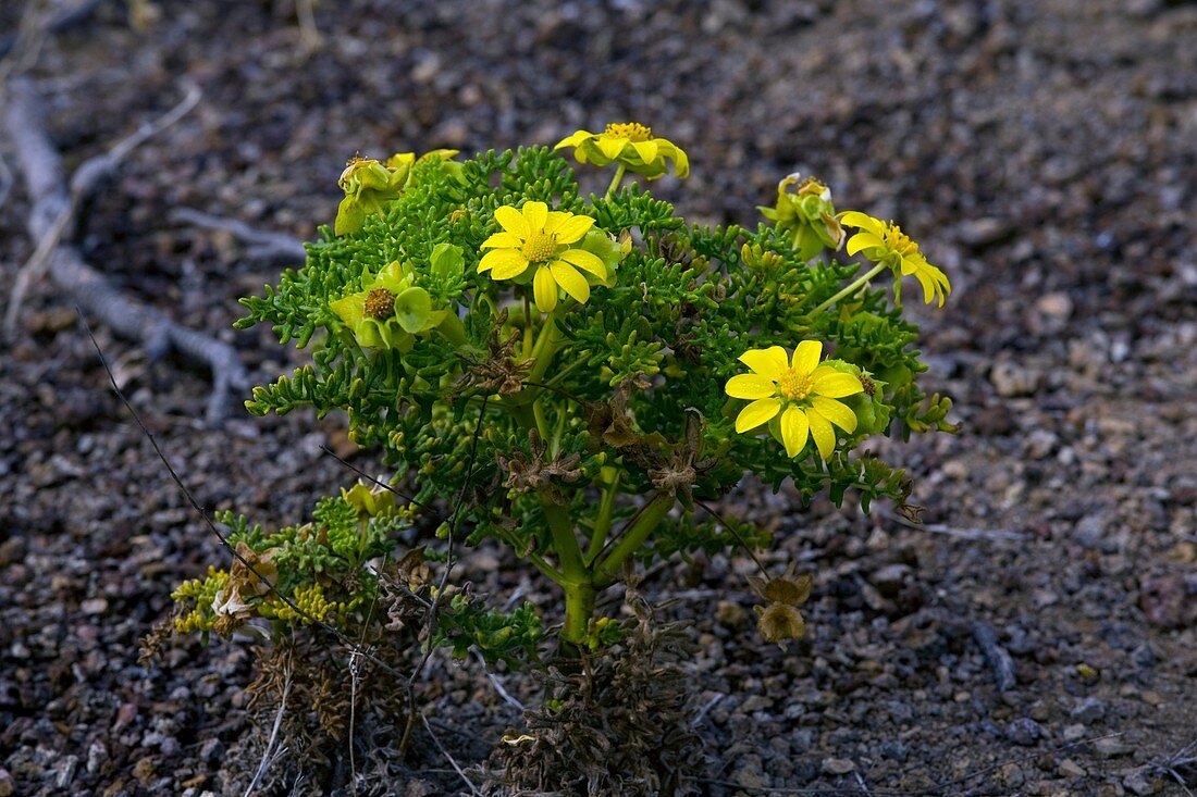 Yellow daisies (Lecocarpus pinnatifidus)