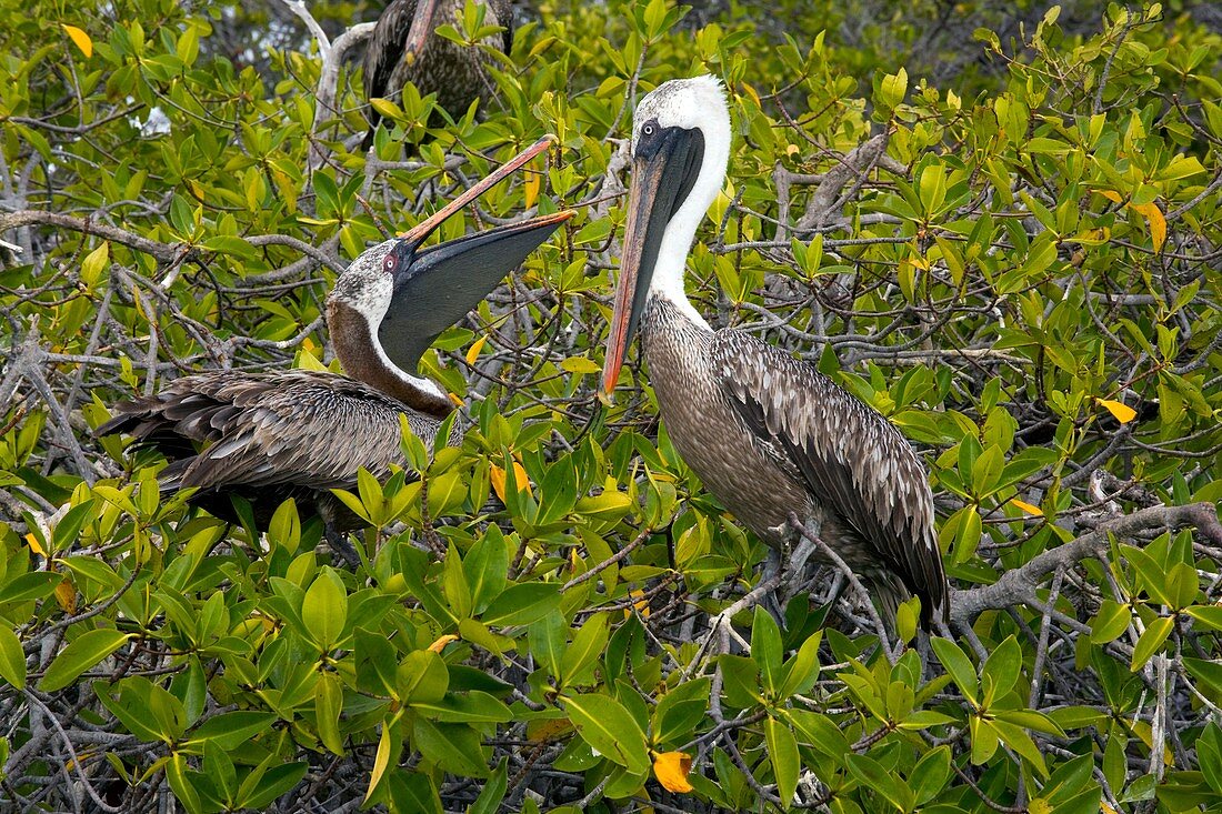 Galapagos brown pelican